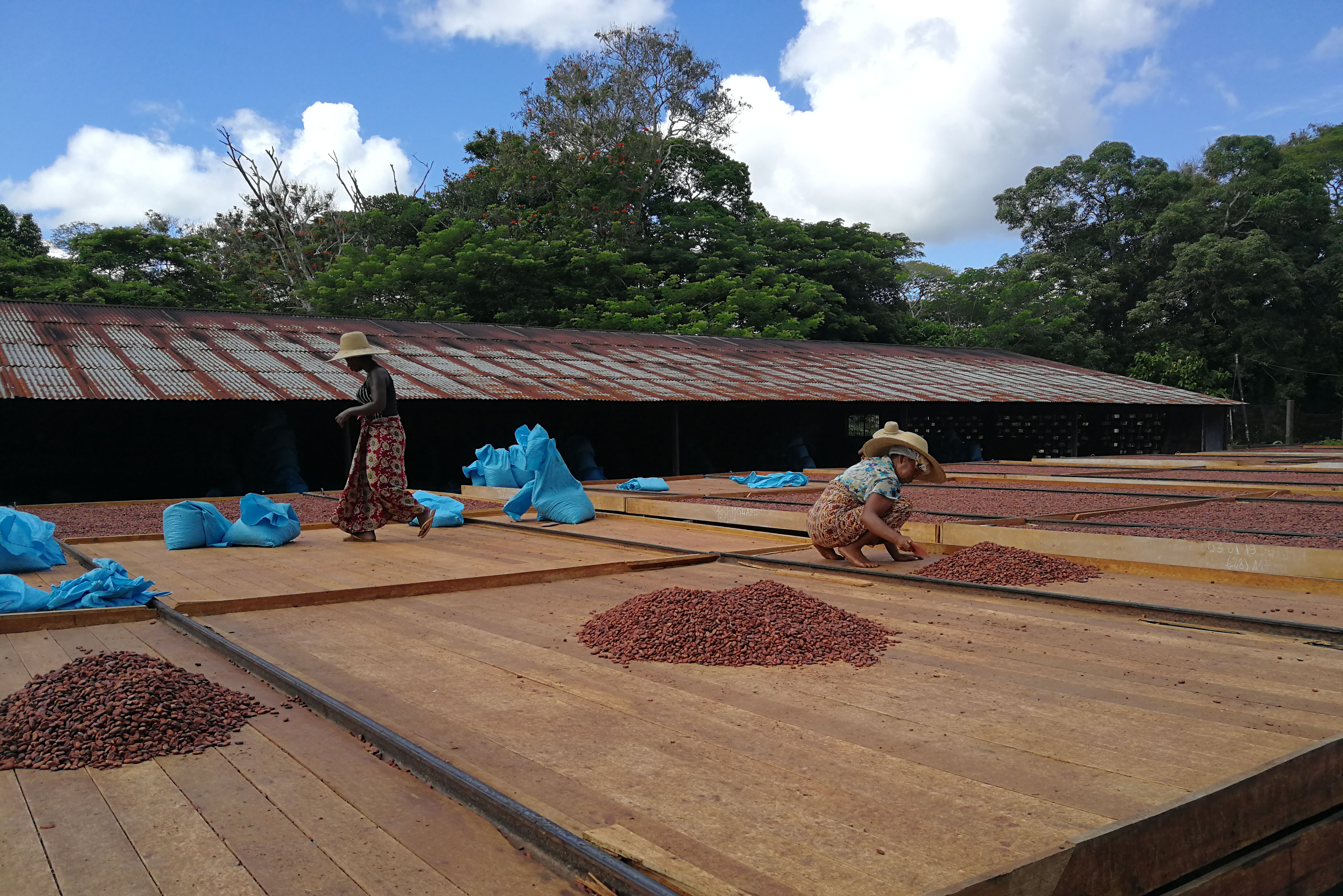 Récolte de cacao Madagascar